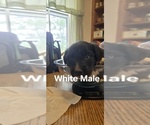 Small Photo #10 English Shepherd Puppy For Sale in NEW CASTLE, IN, USA