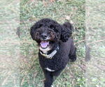 Small Poodle (Miniature)-Poodle (Standard) Mix