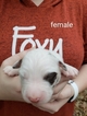 Small Photo #3 Australian Shepherd Puppy For Sale in CLINTON, MS, USA