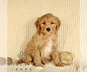 Goldendoodle (Miniature) Puppy for sale in GORDONVILLE, PA, USA