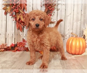 Goldendoodle-Poodle (Miniature) Mix Puppy for sale in MOUNT VERNON, OH, USA
