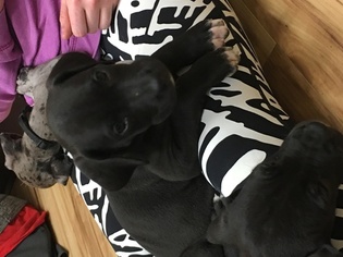 Great Dane Puppy for sale in FORT LUPTON, CO, USA