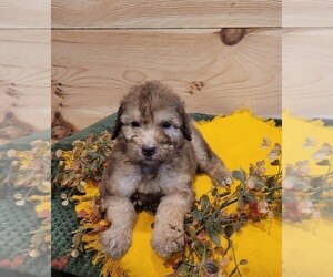 Poodle (Standard)-Whoodle Mix Puppy for sale in DOSS, MO, USA