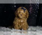 Small #6 Poodle (Toy)