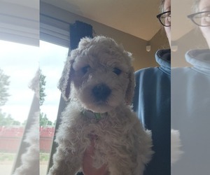 Goldendoodle (Miniature) Puppy for sale in GREELEY, CO, USA