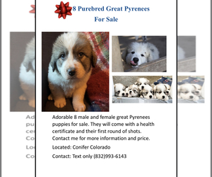 Great Pyrenees Puppy for sale in CONIFER, CO, USA