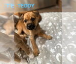 Small Labrador Retriever Mix