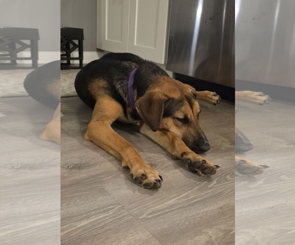 Medium Photo #11 Mutt Puppy For Sale in Rockaway, NJ, USA