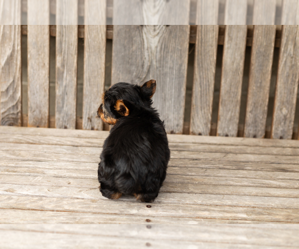 Medium Photo #5 Yorkshire Terrier Puppy For Sale in NAPPANEE, IN, USA