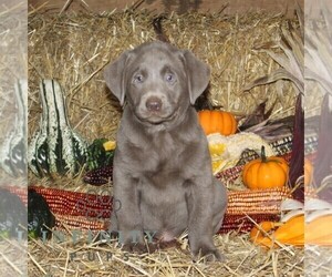Labrador Retriever Puppy for sale in STEWARTSTOWN, PA, USA