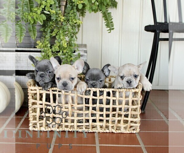 Medium Photo #2 French Bulldog Puppy For Sale in EPHRATA, PA, USA