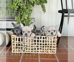 Small Photo #2 French Bulldog Puppy For Sale in EPHRATA, PA, USA
