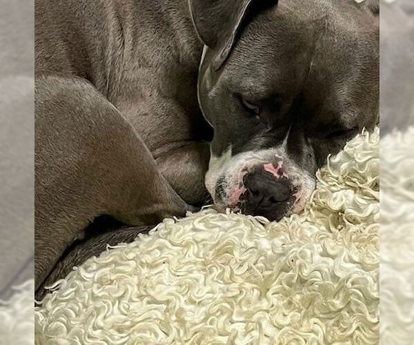 Medium Photo #5 American Staffordshire Terrier Puppy For Sale in Stckton, CA, USA