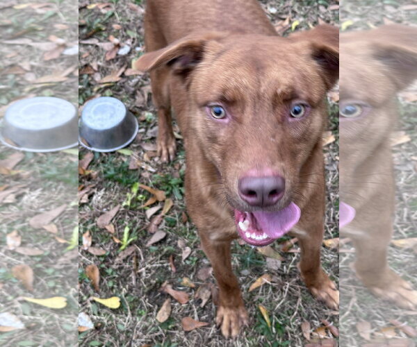 Medium Photo #2 Chocolate Labrador retriever-Unknown Mix Puppy For Sale in Jackson, MS, USA