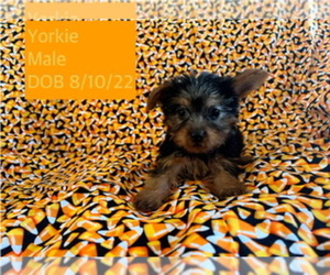 Yorkshire Terrier Puppy for sale in AMSTERDAM, MO, USA