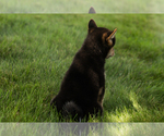 Small #3 Shiba Inu