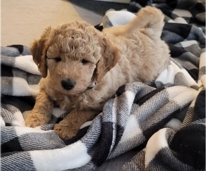 Labradoodle Puppy for Sale in LOCUST DALE, Virginia USA