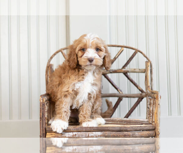 Medium Photo #9 Cockapoo Puppy For Sale in WARSAW, IN, USA
