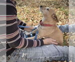 Small #6 Rat Terrier Mix