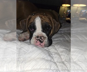 Boxer Puppy for sale in GALLOWAY, NJ, USA