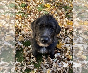 Labradoodle-Unknown Mix Dogs for adoption in WAYNESBORO, PA, USA