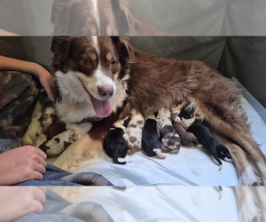 Border-Aussie Puppy for sale in BLUE RIVER, WI, USA