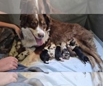 Small Border-Aussie