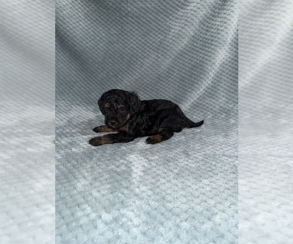 Medium Photo #32 Cavapoo mix (+ Poodle Miniature) Puppy For Sale in MUNFORDVILLE, KY, USA