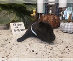 Small Photo #6 Labrador Retriever Puppy For Sale in KATHLEEN, GA, USA