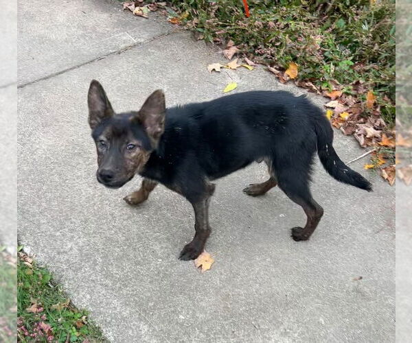 Medium Photo #2 Mutt Puppy For Sale in Aurora, IN, USA