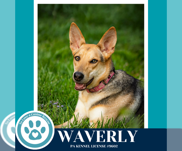 Medium Photo #16 German Shepherd Dog-Unknown Mix Puppy For Sale in Kimberton, PA, USA