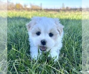 Zuchon Puppy for sale in FAIRBANK, IA, USA