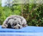 Small #22 Poodle (Toy)