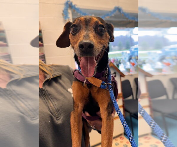 Medium Photo #4 Miniature Pinscher-Unknown Mix Puppy For Sale in Muskegon, MI, USA