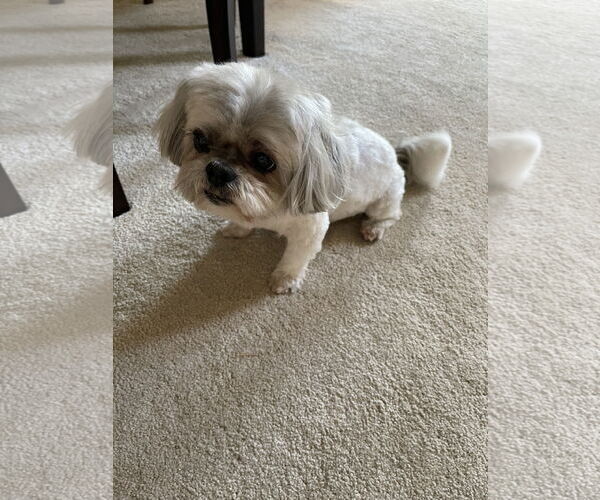 Medium Photo #1 Shiranian Puppy For Sale in Woodland, CA, USA