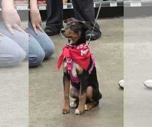 Blair - Female Doberman Pinscher-Unknown Mix Dog for Adoption - Photo #2