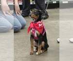 Small Photo #2 Doberman Pinscher-Unknown Mix Puppy For Sale in Buffalo, MN, USA