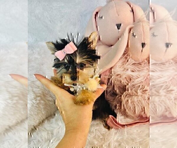 Medium Photo #13 Morkie Puppy For Sale in WEST PALM BEACH, FL, USA