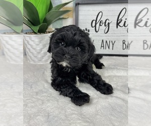 Cavapoo (Miniature) Puppy for sale in FRANKLIN, IN, USA