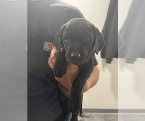 Labrador Retriever Puppy for Sale in LEWISTON, Idaho USA