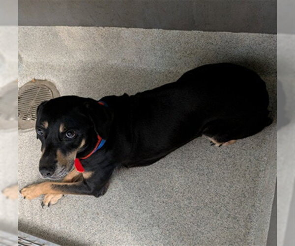 Medium Photo #1 Black and Tan Coonhound-Unknown Mix Puppy For Sale in Tallahassee, FL, USA