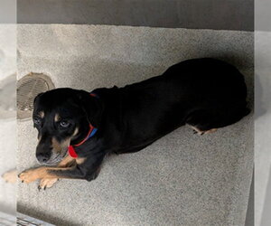 Black and Tan Coonhound-Unknown Mix Dogs for adoption in Tallahassee, FL, USA
