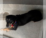 Small Black and Tan Coonhound Mix