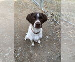 Small Brittany