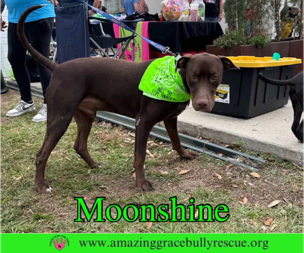 Medium Photo #19 Doberman Pinscher-Unknown Mix Puppy For Sale in Pensacola, FL, USA