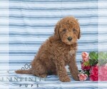 Small #3 Goldendoodle (Miniature)