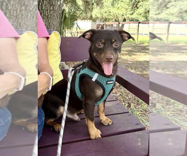 Medium Photo #1 Chiweenie Puppy For Sale in oakland, FL, USA