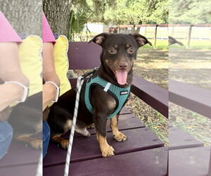 Chiweenie Dogs for adoption in oakland, FL, USA