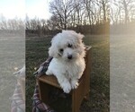 Small Photo #9 Havachon Puppy For Sale in NIANGUA, MO, USA