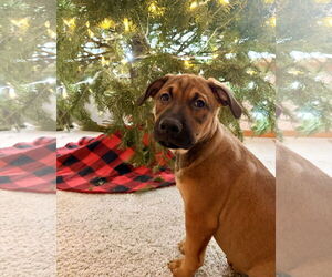 Colonial Cocker Spaniel-Labrador Retriever Mix Dogs for adoption in St. Louis Park, MN, USA